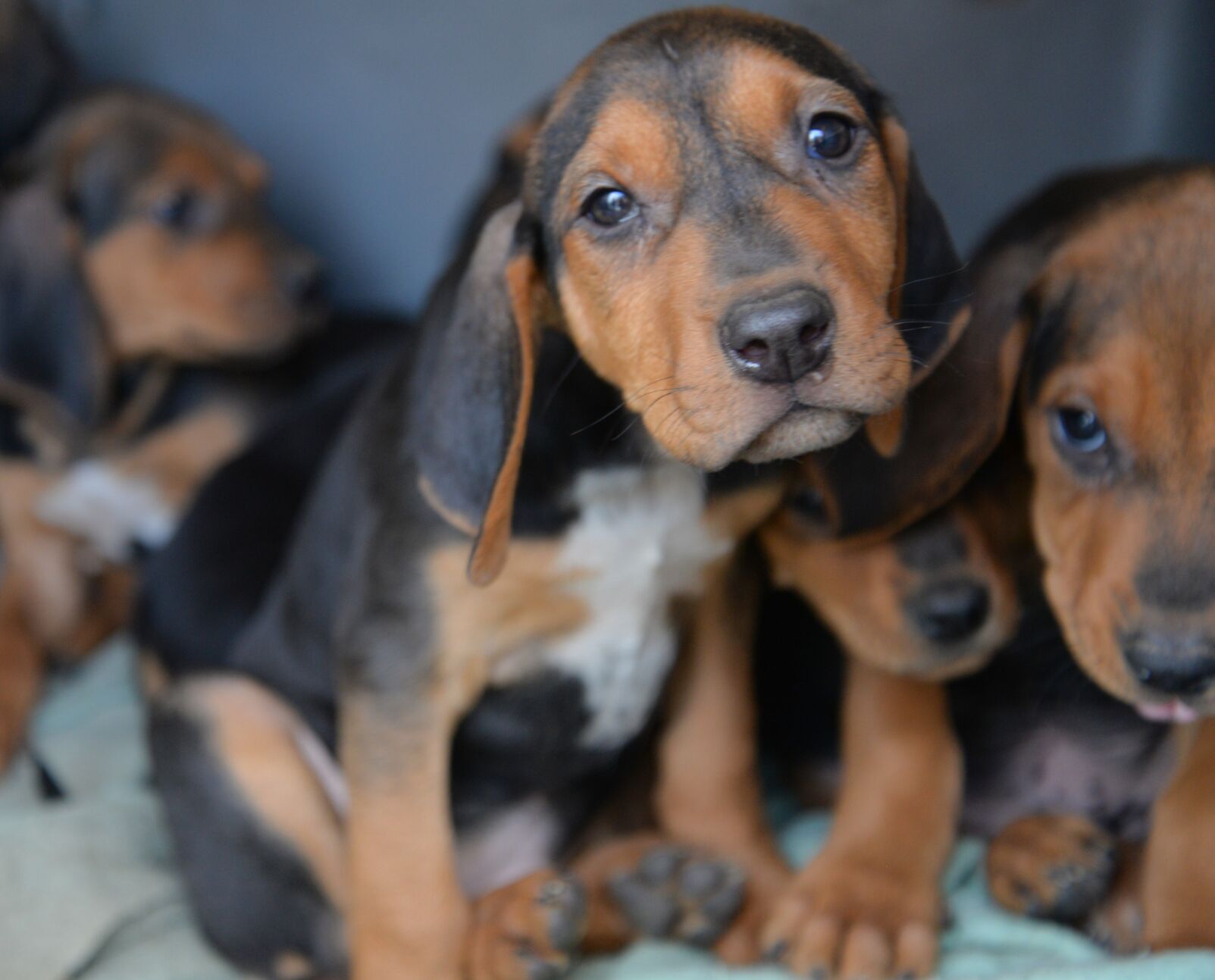 ARF photo 4